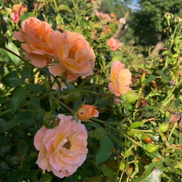 Meet your Posher, Kristen - Picture 1 of 1